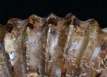 Wide Mantelliceras Ammonite - Very Heavy #6404-3